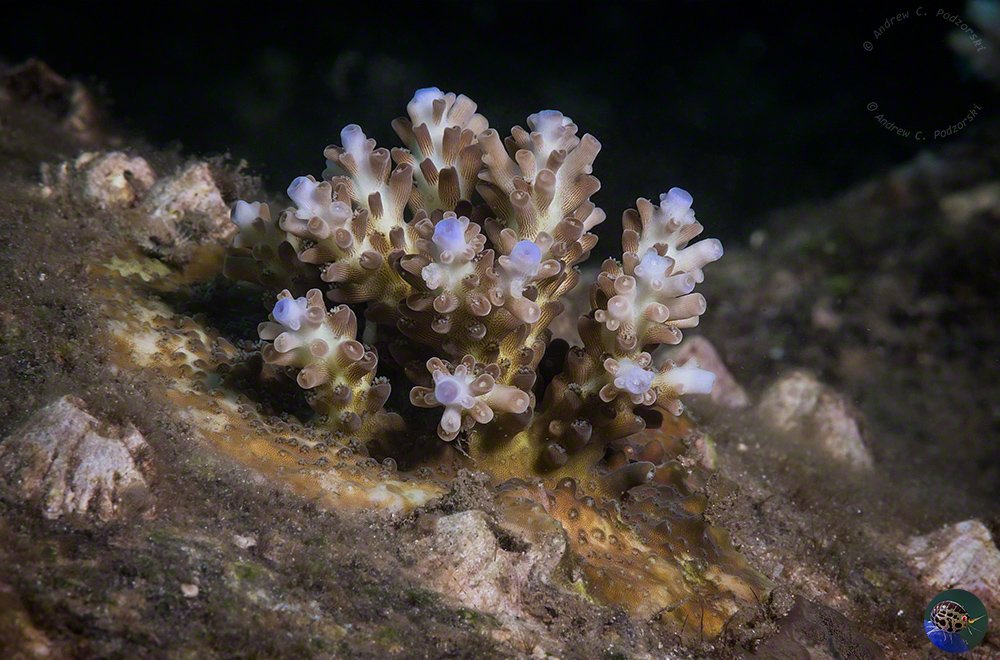 Newly established Acropora colony 