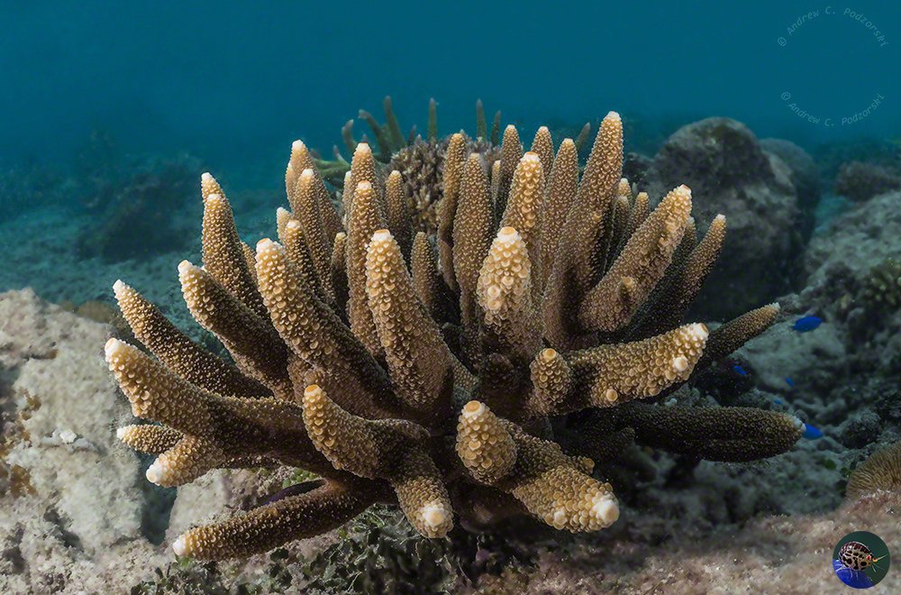 Strongly growing planted Acrpora colony