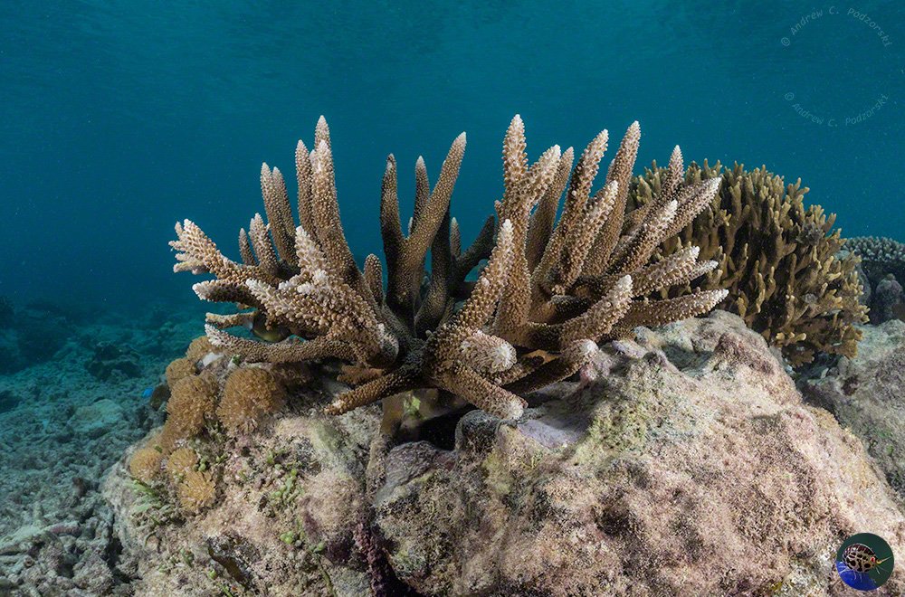 Strongly growing planted Acropora colony 