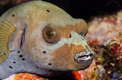 Pufferfish contain tetrodotoxin