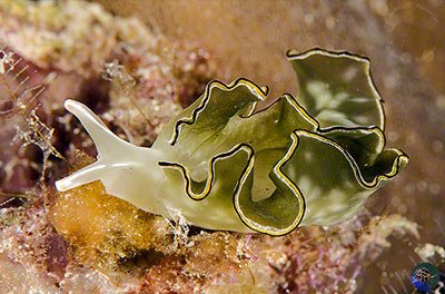 An Elysia species resulted in the development of Kahalalide