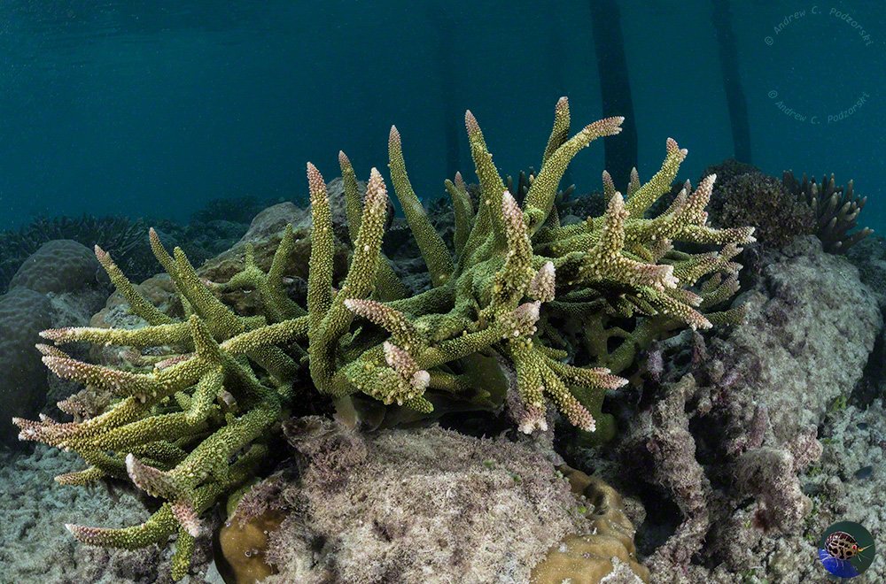 Eine junge, gut verzweigte Acropora Kolonie 