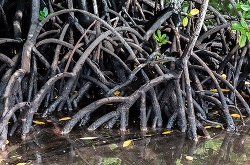 Closely inter-twined prop roots of red mangroves in West Papua