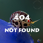 Newly established colony