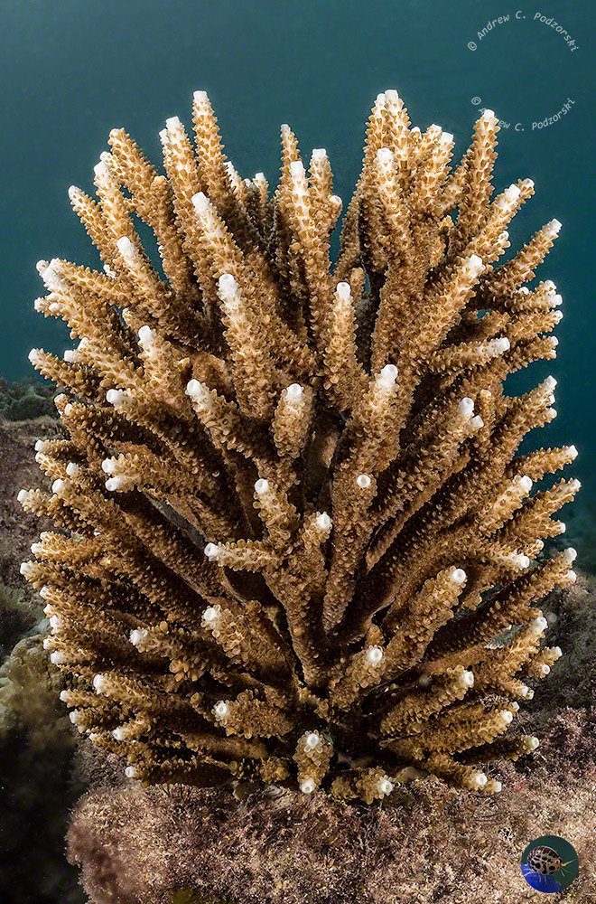Acropora growing vertically. Axial coralites very distinct
