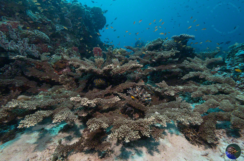A massive branching Acropora florida serving as home for large fish