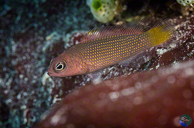 Pseudochromis cf. fuscus