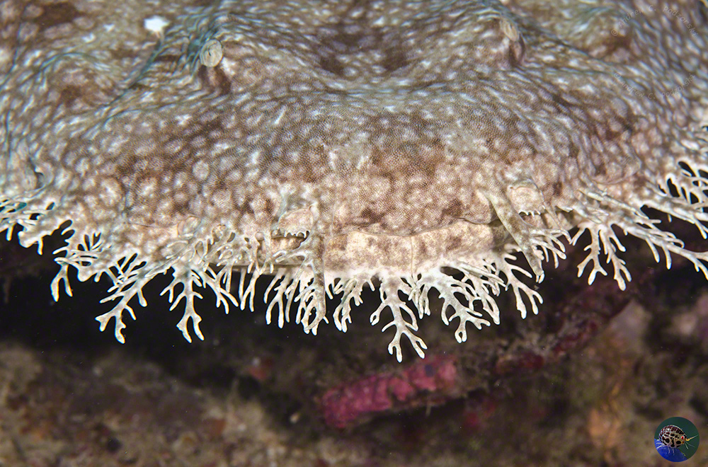  Eucrossorhinus dasypogon - mouth & eyes