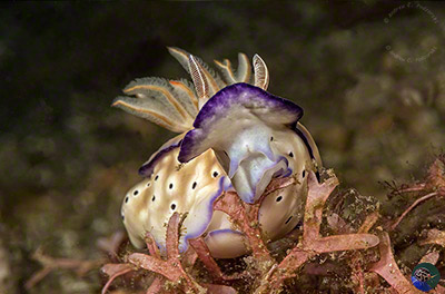 Goniobranchus kuniei - closeup of oral tentacles