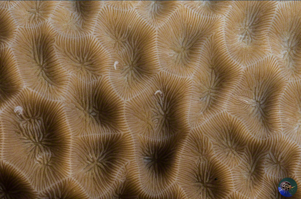 Cryptic coral-feeding Tenellia sp. with eggs