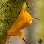 Head-shield Slugs