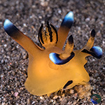 Side-Gilled Slugs