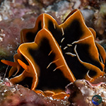 Radula-less Dorids