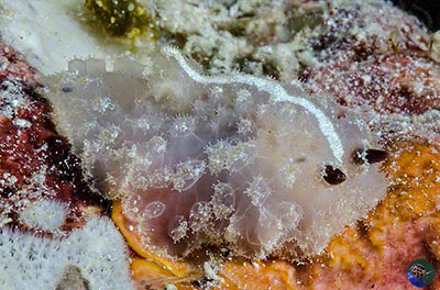 Atagema sp.