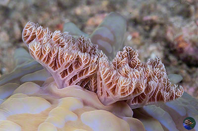 Asteronotus caespitosus gills