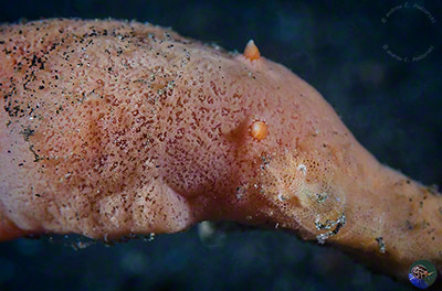 Rostanga sp. 7 (Gosliner et al. 2015) with Gelastocaris paronae