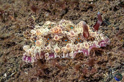 Carminodoris sp.