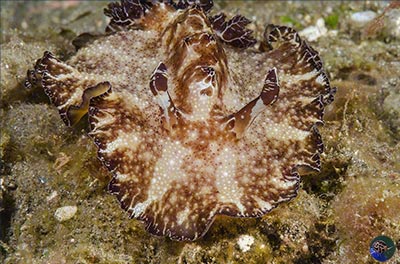 Discodoris boholiensis