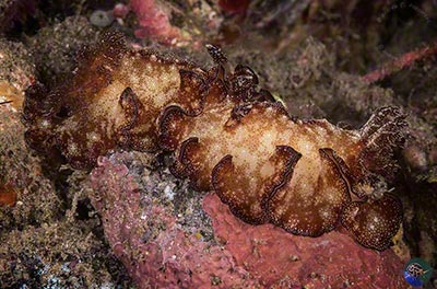 Discodoris boholiensis