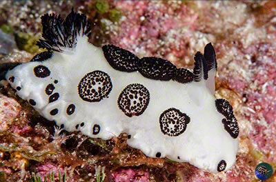 Jorunna  funebris