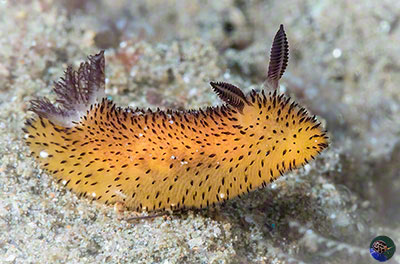 Jorunna parva