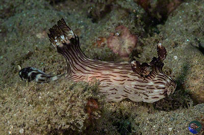 Jorunna rubescens