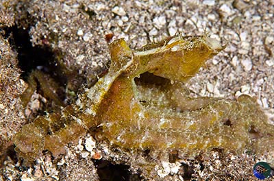 Abdopus cf. aculeatus