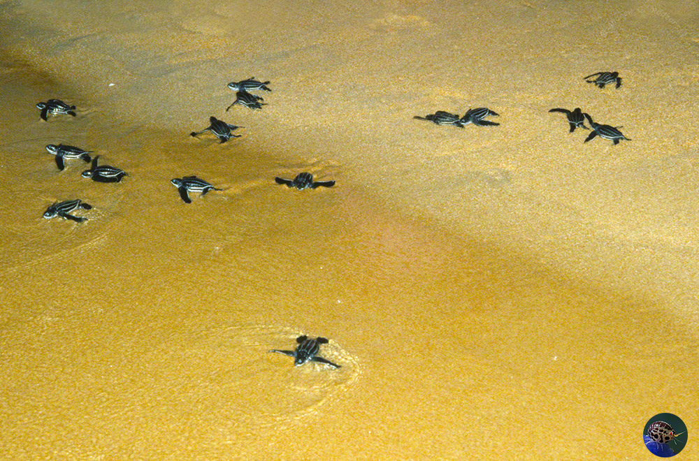 Dermochelys coriacea hatchlings 