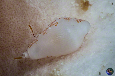 Procalpurnus semistriatus - juvenile