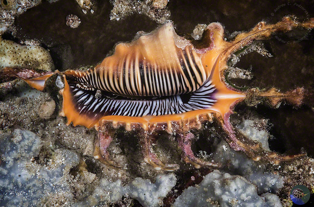 Lambis scorpius