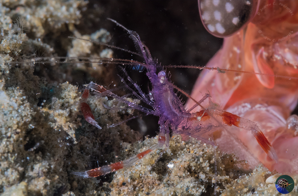 Stenopus tenuirostris - with maantis shrimp