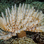 Feather-Duster Worms