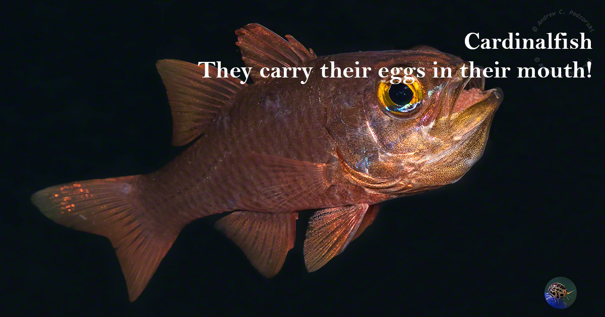 Reef Image-Stories - Cardinalfish