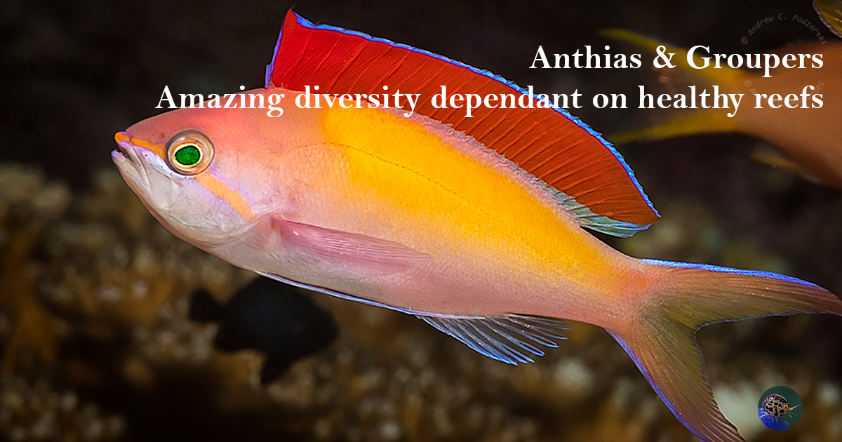 Serne String Fish Reef Image-Stories - Fairy Basslets, Groupers & Soapfish